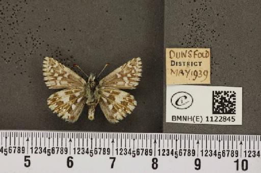 Pyrgus malvae (Linnaeus, 1758) - BMNHE_1122845_77767