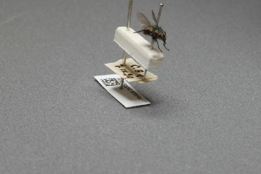 Sarcophaga (Myorhina) nigriventris Meigen, 1826 - 015091909_additional_4