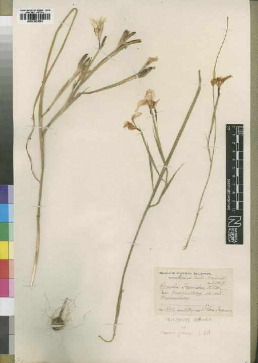 Homeria minor (Eckl.) Goldblatt - BM000922080