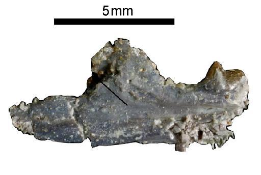 Clevosaurus Swinton, 1939 - NHMUK PV R 37037