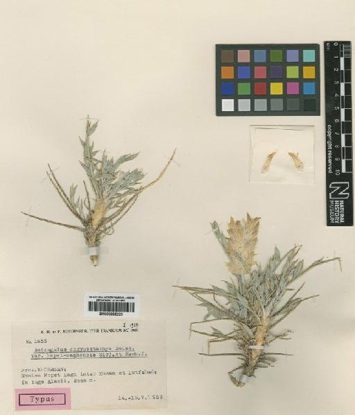 Astragalus chrysostachys var. kopet-daghensis Širj. & Rech.f. - BM000885223