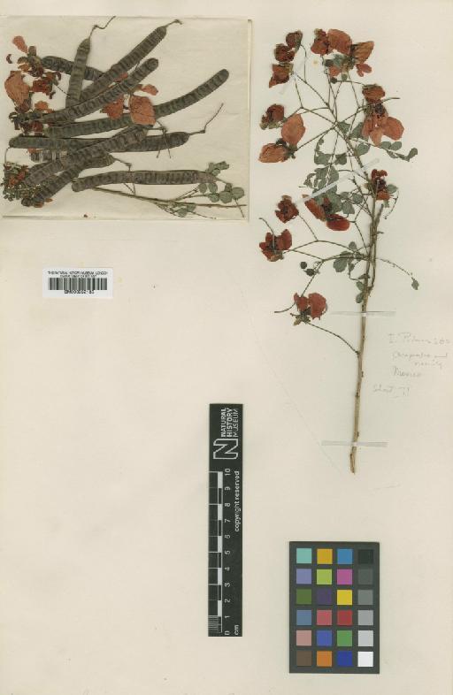 Senna pallida var. palmeri (Britton & Rose) H.S.Irwin & Barneby - BM000952135