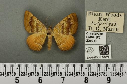 Camptogramma bilineata bilineata (Linnaeus, 1758) - BMNHE_1743898_315592