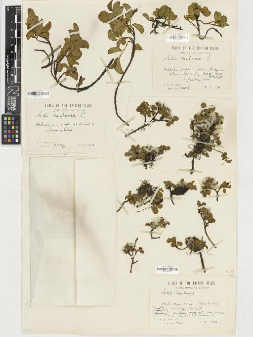 Salix herbacea L. - BM001165264