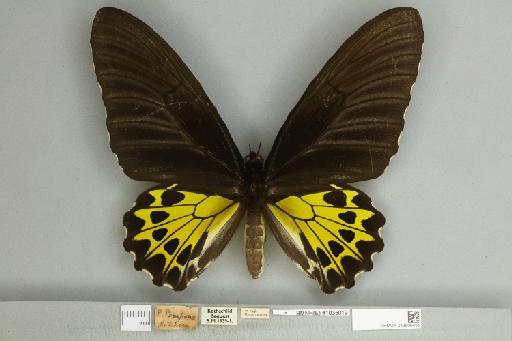 Troides helena cerberus Rothschild, 1895 - 013606456__599291