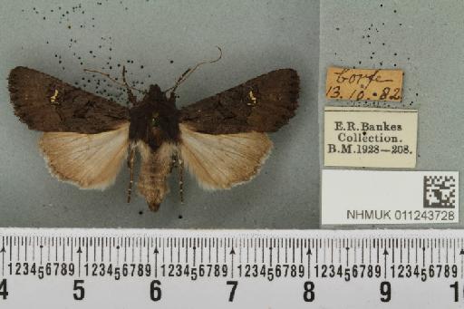 Aporophyla nigra (Haworth, 1809) - NHMUK_011243728_644860