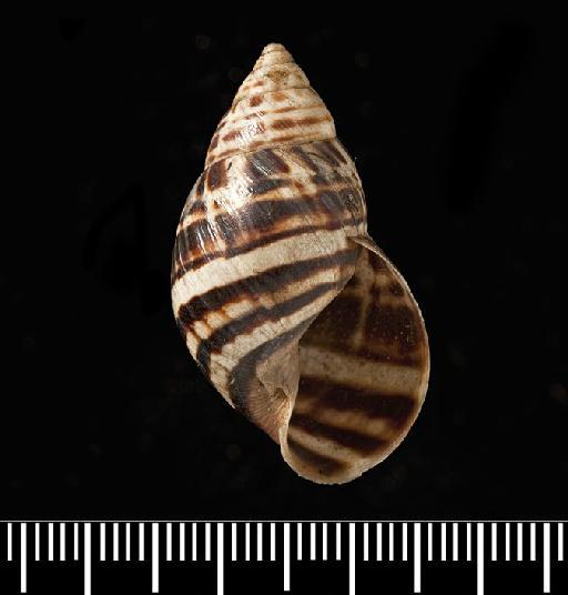 Helix poecila var. b A.D.Orb., 1835 - Helix poecila ver. B d'Orbigny, 1835 - SYNTYPES - 1854.12.4.152