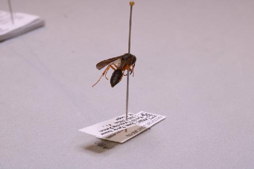 Polybia incerta incerta Ducke, 1907 - 013628099_additional_1