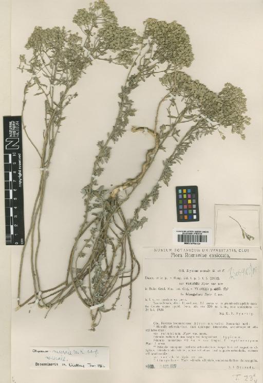 Alyssum murale Waldst. & Kit. - BM000750134