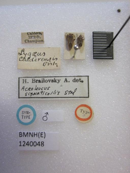 Lygaeus calderensis Distant, 1893 - Lygaeus calderensis-BMNH(E)1240048-Syntype male dorsal & labels