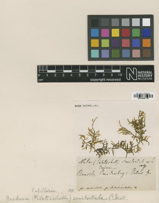 Papillaria crenifolia Müll.Hal. - BM000961124_a