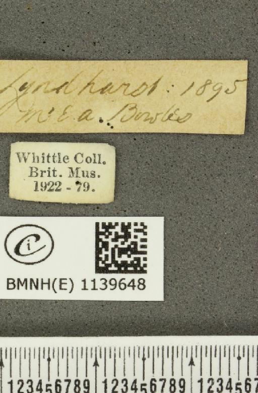 Thecla betulae (Linnaeus, 1758) - BMNHE_1139648_label_95625