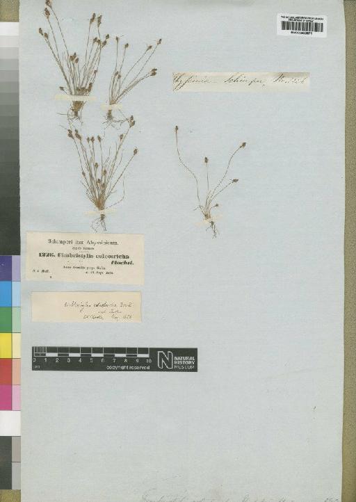 Bulbostylis coleotricha C.B.Clarke - BM000922571