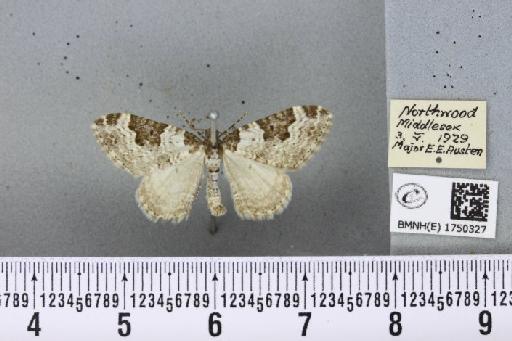 Xanthorhoe fluctuata fluctuata (Linnaeus, 1758) - BMNHE_1750327_322355