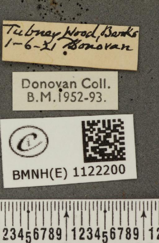 Pyrgus malvae (Linnaeus, 1758) - BMNHE_1122200_label_77028