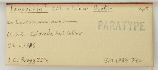 Abstrusomyzus leucocrini Gillette & Palmer, 1929 - 014762101_additional