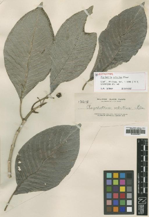 Psychotria velutina Elmer - BM000945470