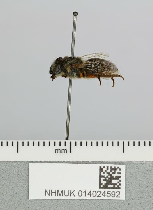 Colletes infracognitus Cockerell, 1937 - 014024592__-