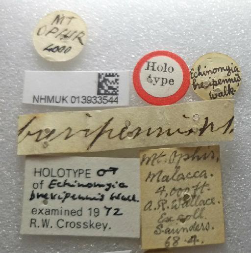 Eristaliomyia brevipennis (Walker, 1856) - Eristaliomyia brevipennis HT labels