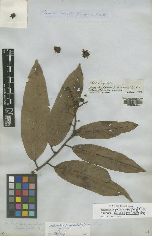 Eschweilera paniculata (O.Berg) Miers - BM000624636