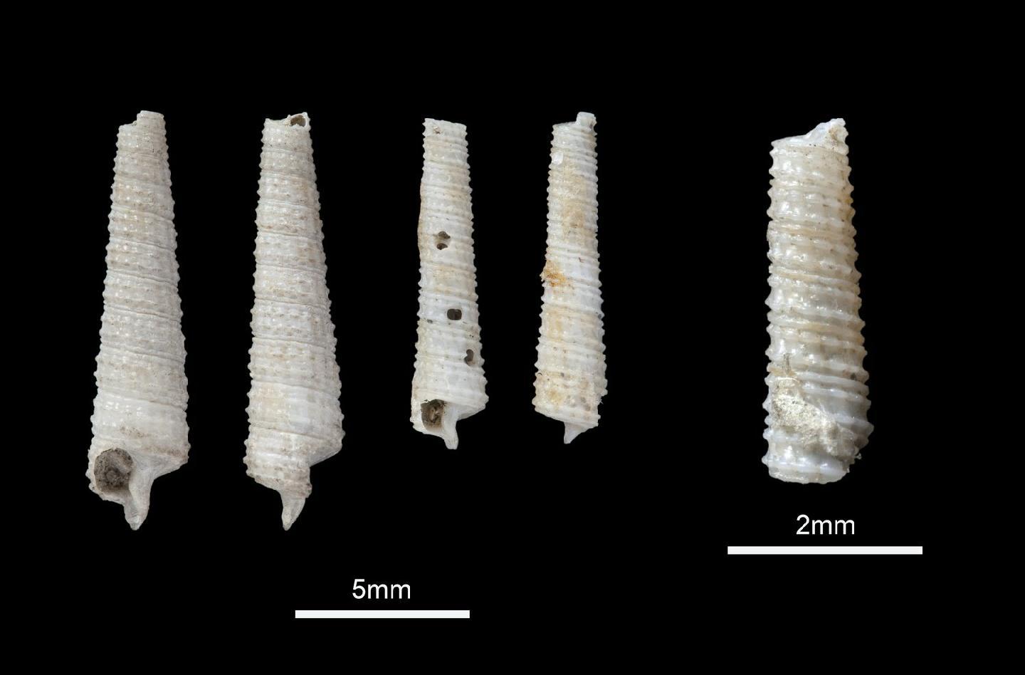 To NHMUK collection (Triphoris gigas Hinds, 1843; SYNTYPE(S); NHMUK:ecatalogue:5951285)