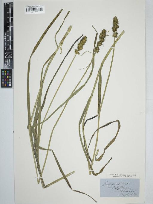 Carex otrubae Podp. - BM001130605   carex vulpina2
