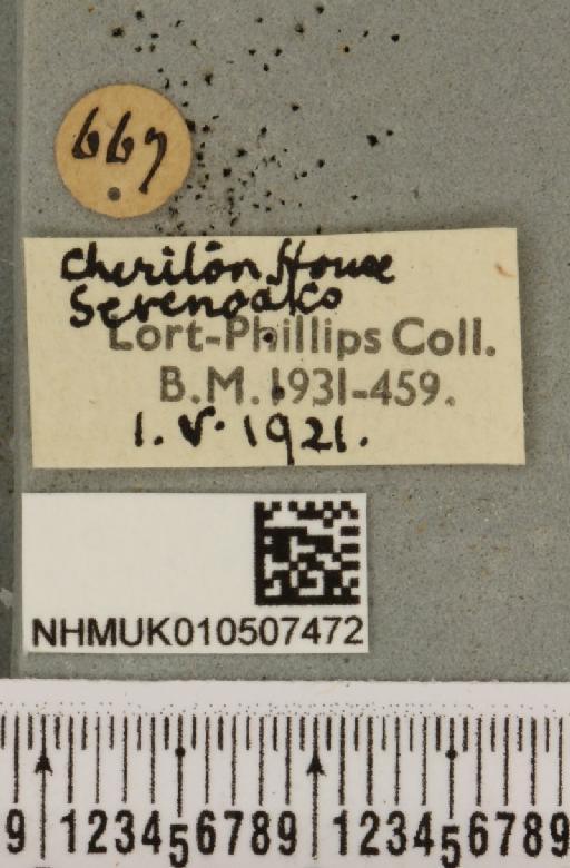 Panemeria tenebrata (Scopoli, 1763) - NHMUK_010507472_label_566343