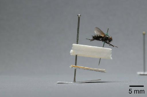 Sarcophaga (Myorhina) nigriventris Meigen, 1826 - 015092037_lateral