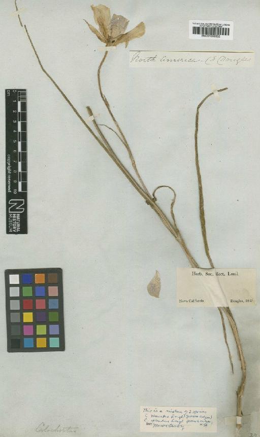 Calochortus venustus Douglas ex Benth. - BM001009900