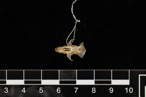 Apodemus flavicollis Melchior, 1834 - Apodemus_flavicollis-1917_7_3_4-Skull-Tooth_root_holes
