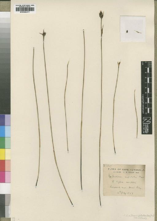 Hypodiscus alboaristatus (Nees) Mast. - BM000922411