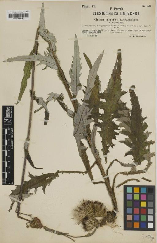 Cirsium × missbachii Petr. - BM001043102