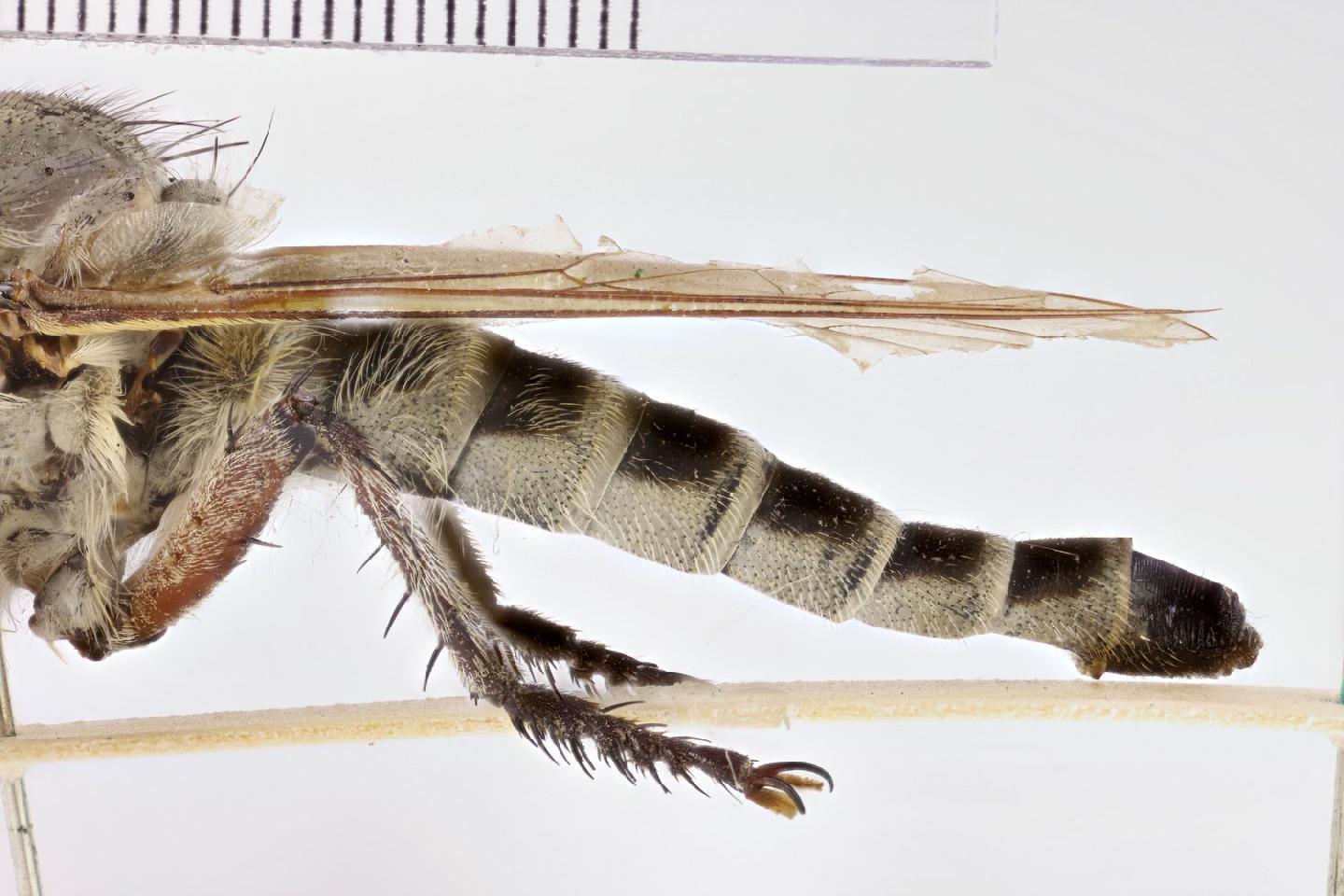 Promachus doddi
