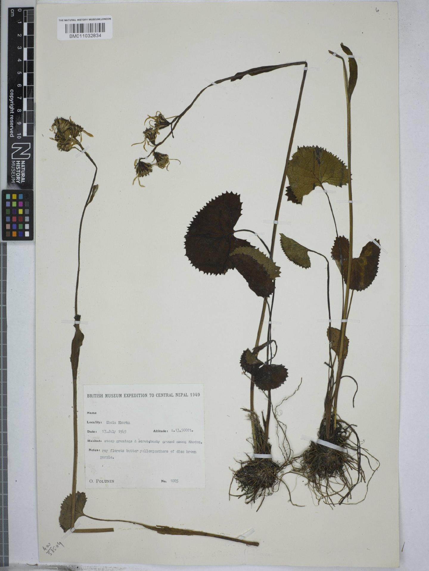To NHMUK collection (Ligularia hookeri (C.B.Clarke) Hand.-Mazz.; NHMUK:ecatalogue:9156463)
