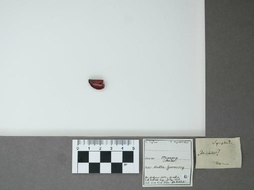 Syrphidae Latreille, 1802 - 014871913_main