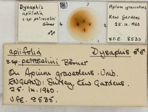 Dysaphis apiifolia petroselini Börner, 1950 - 014883109_112610_1094065_835815_NoStatus