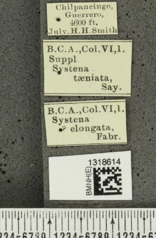 Systena blanda Melsheimer, F.E., 1847 - BMNHE_1318614_label_26447