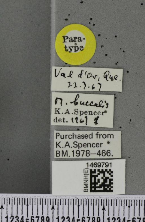 Melanagromyza buccalis Spencer, 1969 - BMNHE_1469791_label_44953