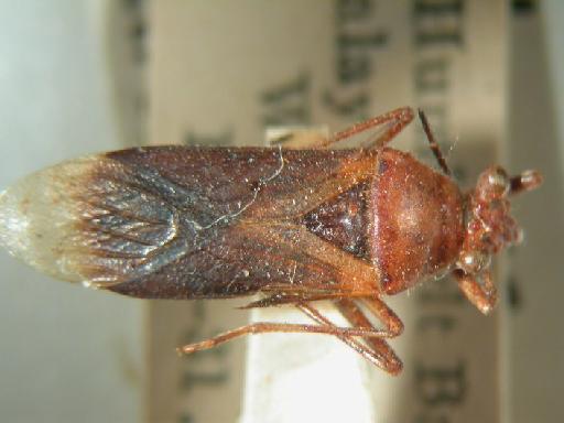 Astacops fumosus Scudder - Hemiptera: Astacops Fum