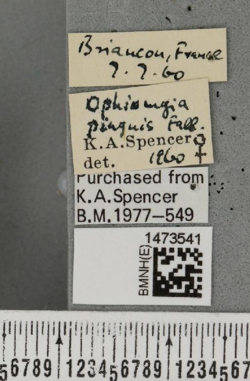 Ophiomyia pinguis (Fallén, 1820) - BMNHE_1473541_label_47877