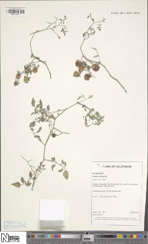 Solanum cheesmaniae (L.Riley) Fosberg × S. pimpinellifolium L. - BM001120068