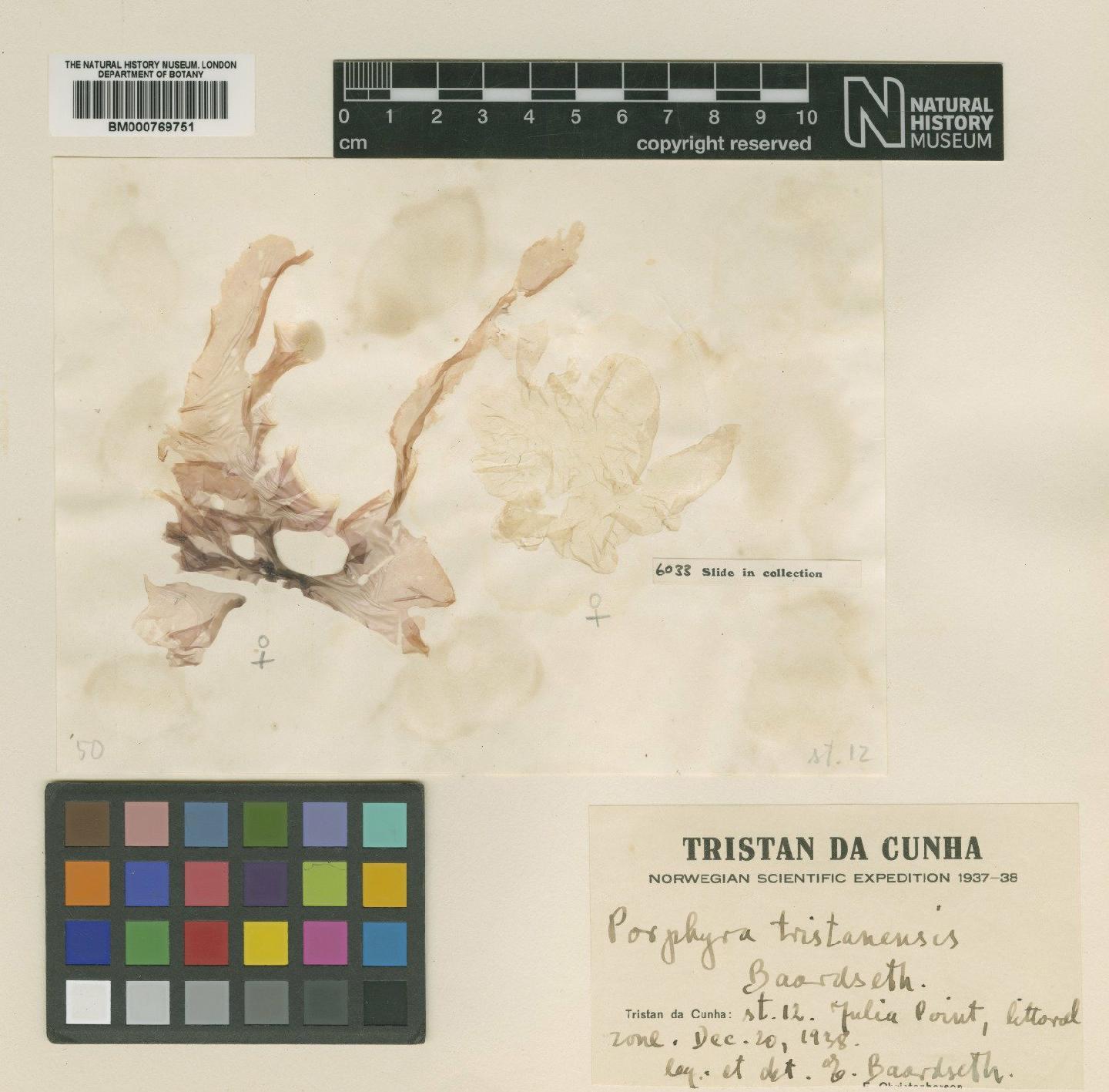 To NHMUK collection (Porphyra tristanensis Baardseth; Isotype; NHMUK:ecatalogue:426330)