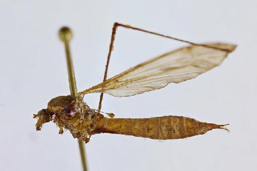 Ischnotoma (Icriomastax) nudicornis (Macquart) - Tipula_nudicornis-010210571-habitus