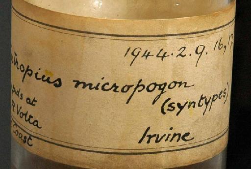 Eutropius micropogon Trewavas, 1943 - 1944.2.9.16-17; Eutropius micropogon; image of jar label; ACSI project image