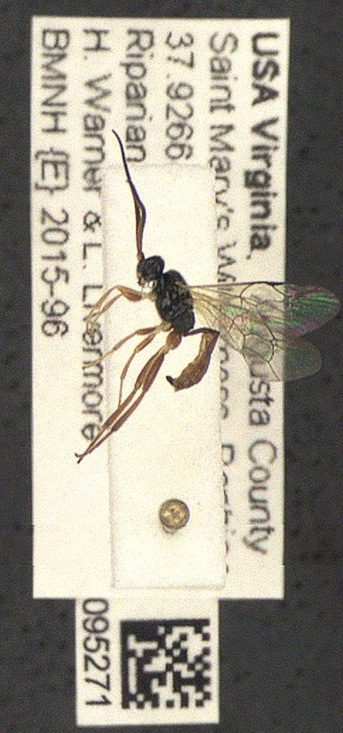 Endasys - Ichneumonidae 010095271