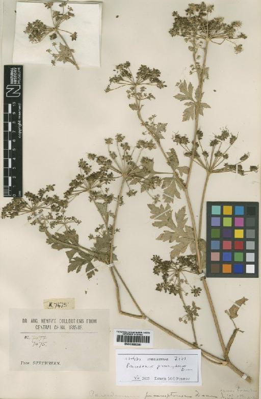 Peucedanum praeruptorum Dunn - BM000885390