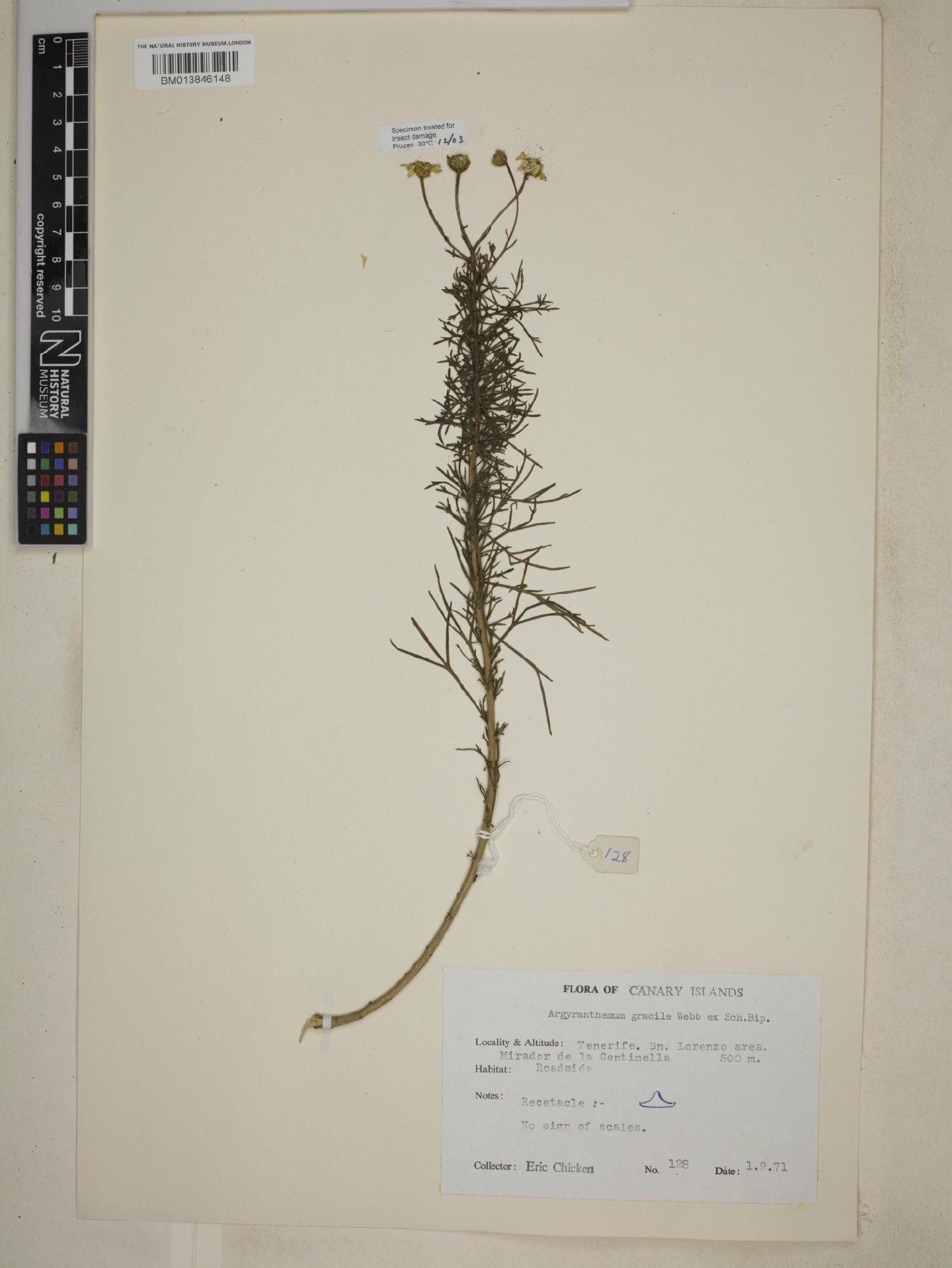 To NHMUK collection (Argyranthemum gracile Sch.Bip.; NHMUK:ecatalogue:9073624)