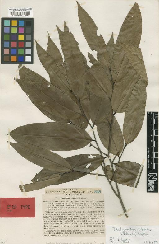 Platymitra arborea (Blanco) Kessler - BM000553962