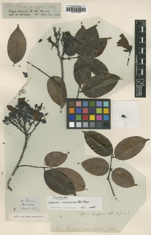 Eperua purpurea Benth. - BM000952280