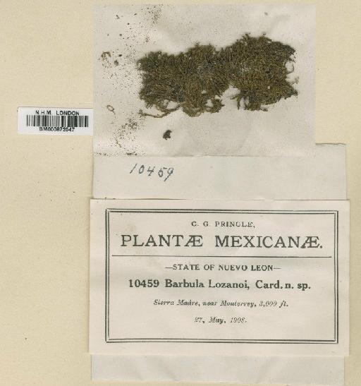 Didymodon vinealis (Brid.) R.H.Zander - BM000872547